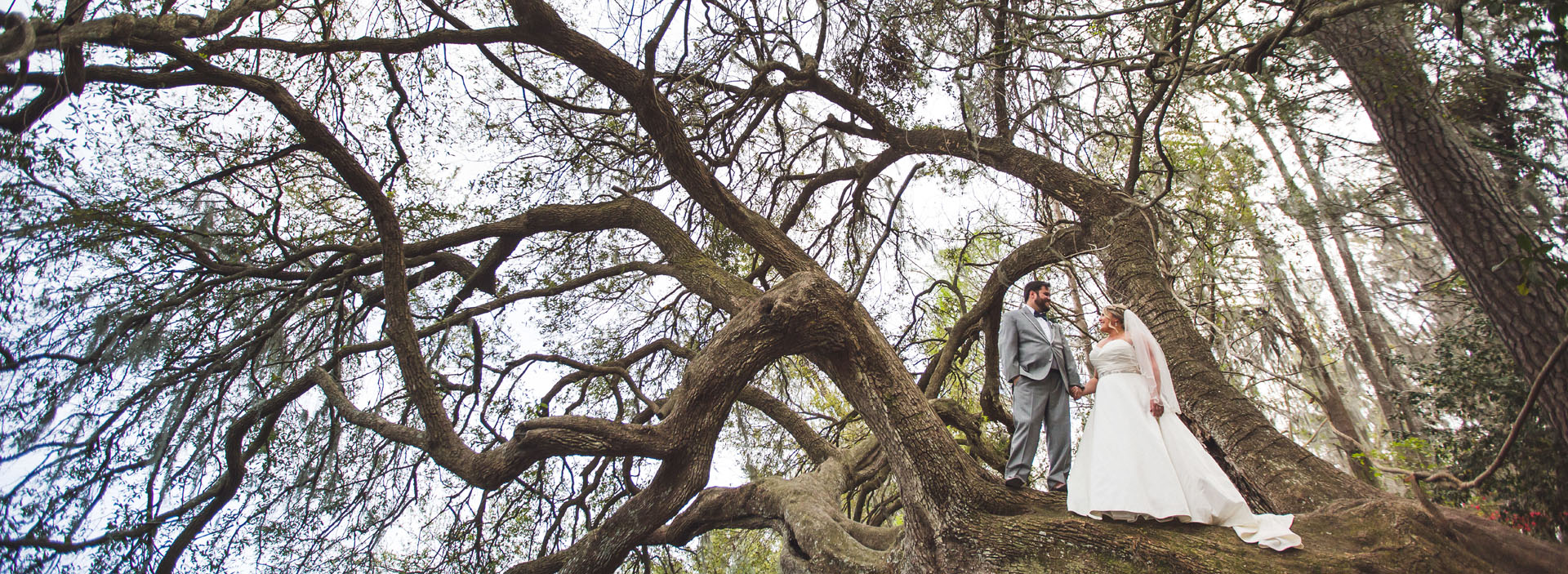 Charleston Tree 