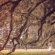 Boone Hall Plantation Weddings