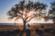Bride and groom embracing under large oak tree at sunset with waterfront and dock in background at Alhambra Hall Mount Pleasant Charleston