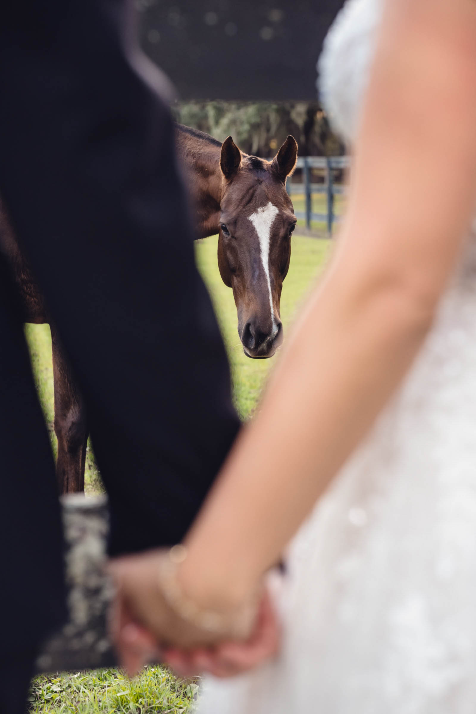Boone Hall Wedding Horse Horse peeking between a bride and groom holding hands near the stables at Boone Hall