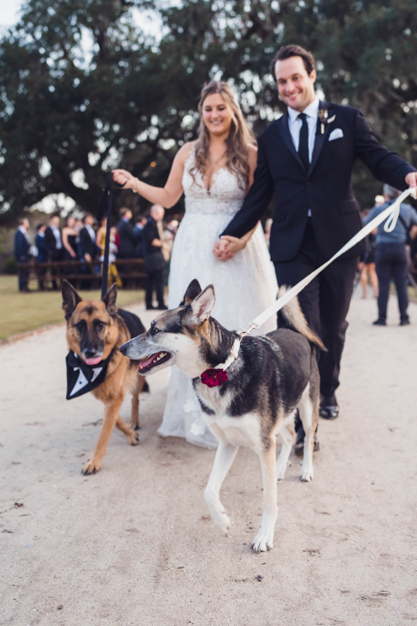 Boone Hall Newlyweds Walking Dogs Bride and groom walking their two dogs together after their Boone Hall wedding ceremony