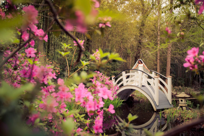 Bridge and Azaleas