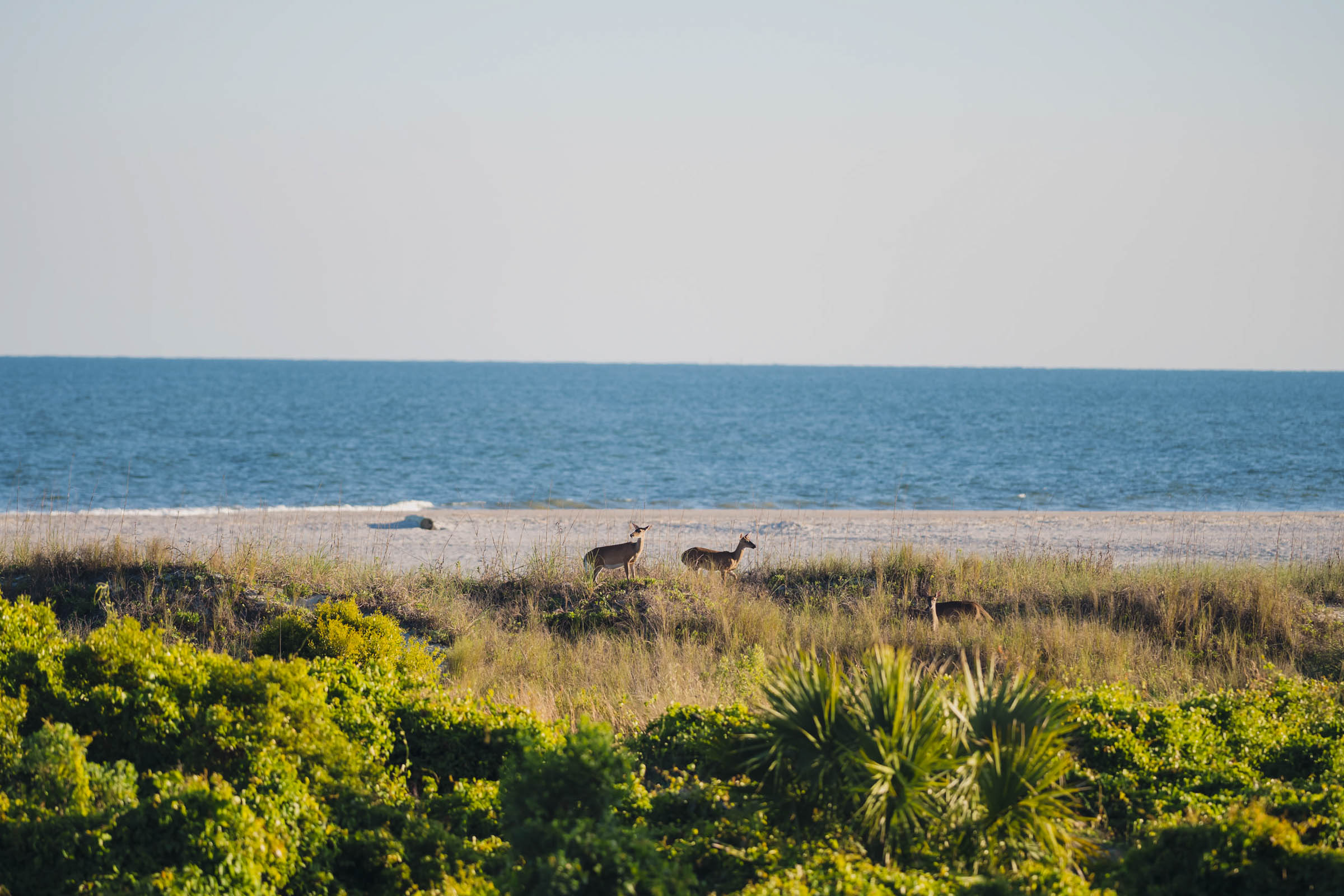 Deer standing in the dunes near the beach beside Citadel Beach Club with the ocean in the background.