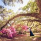 Under the Oaks at Magnolia Plantation