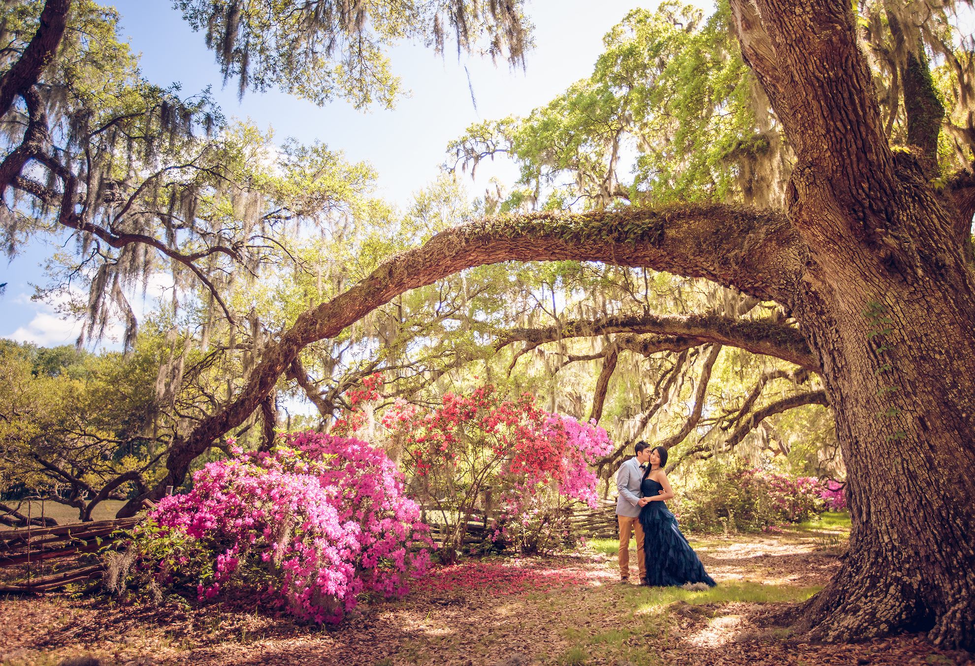 Under the Oaks at Magnolia Plantation