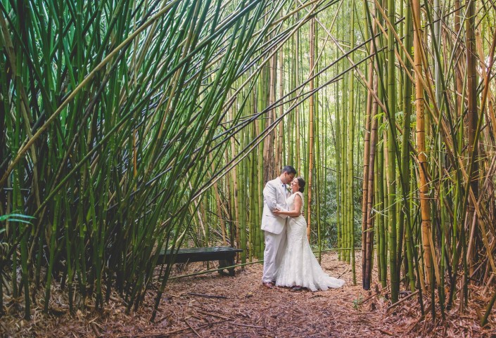 Bamboo at Magnolia Plantation