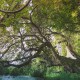 Over the river at Magnolia Plantation