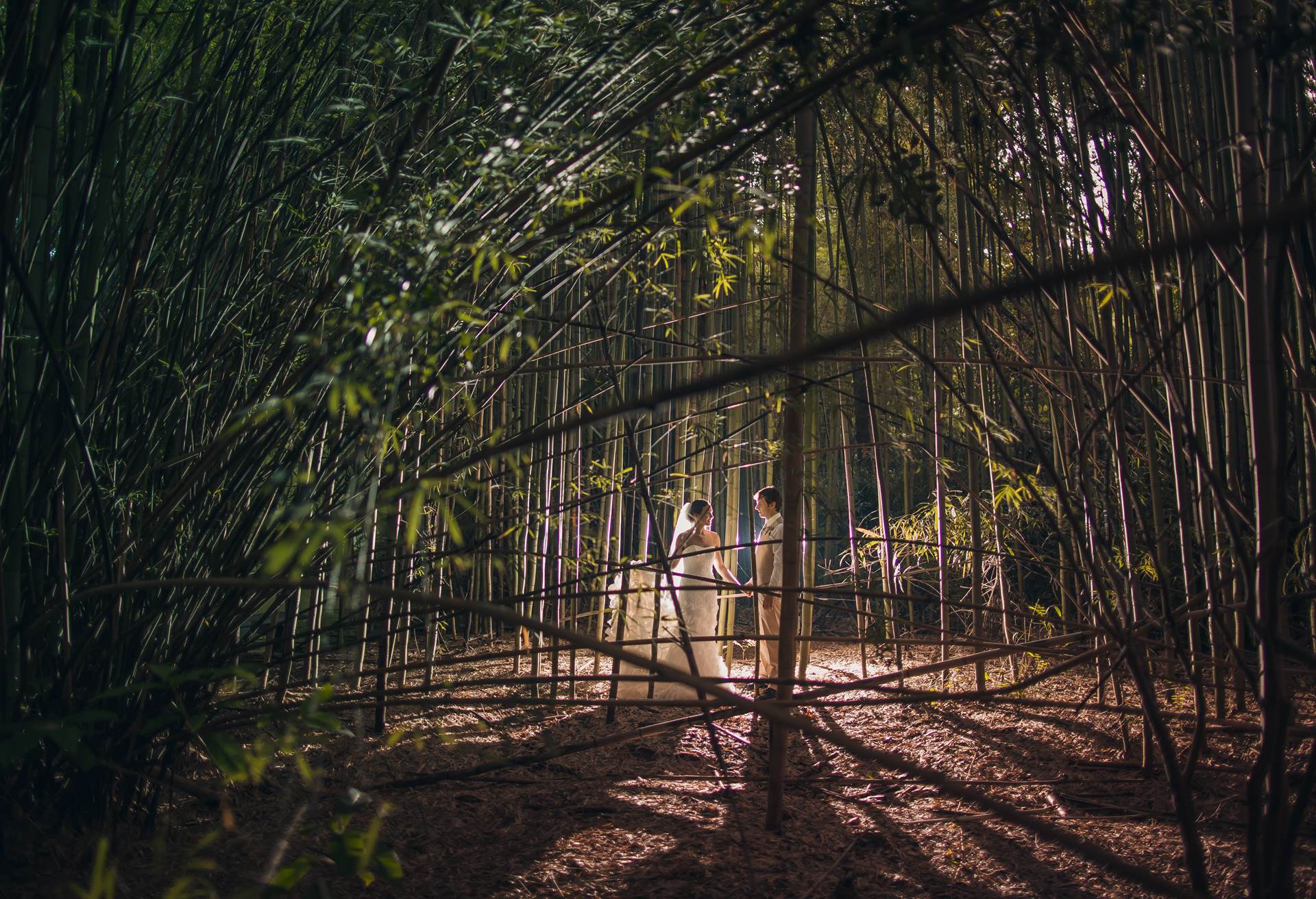Magnolia Plantation Bamboo Photograph