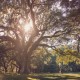 Charlestowne Landing Wedding