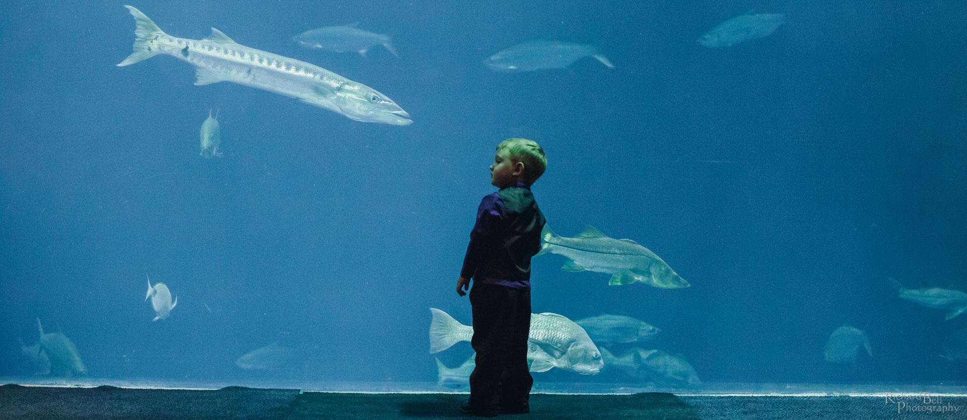 Ring Bearer and Fish