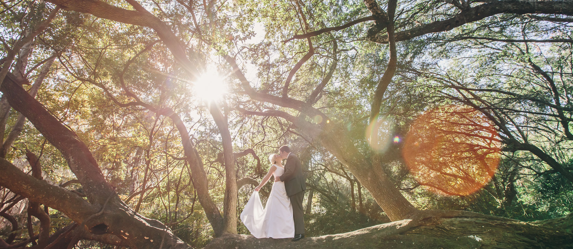 bride-and-groom-in-a-tree