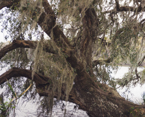 Charleston Magnolia Plantation