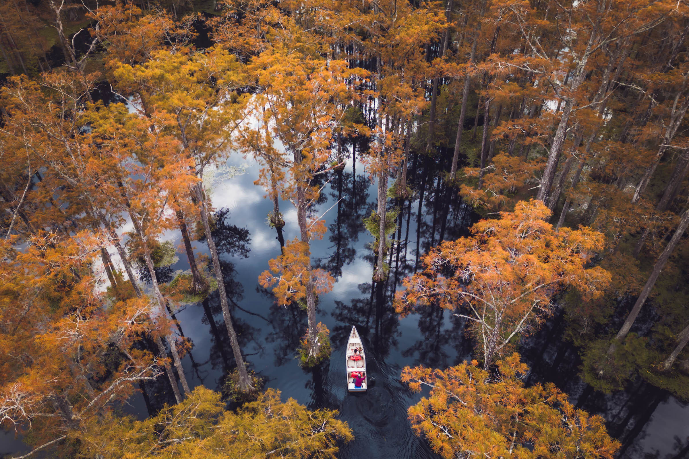 Aerial view of a row boat floating among autumn trees.