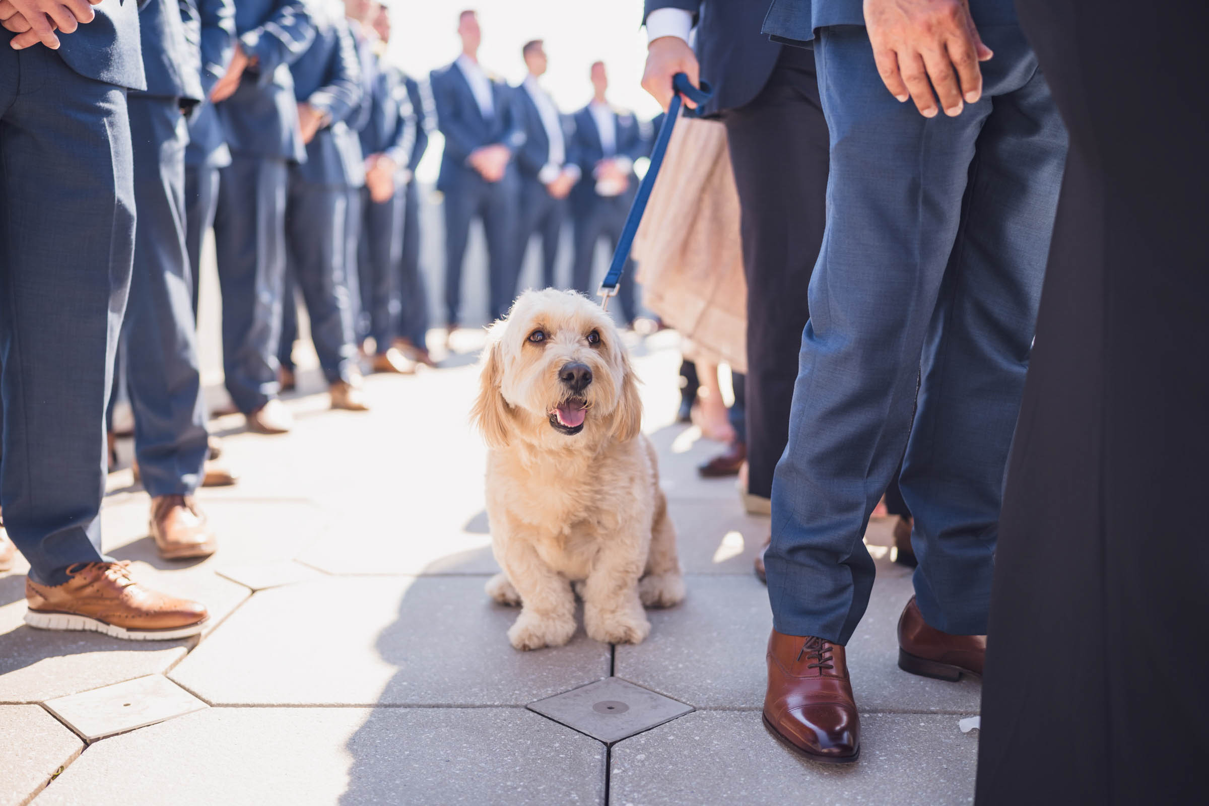 A small dog, white cocker spaniel mix, waits with the groom and groomsmen at the front of the aisle.